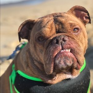 Meet your Posher, Brittany